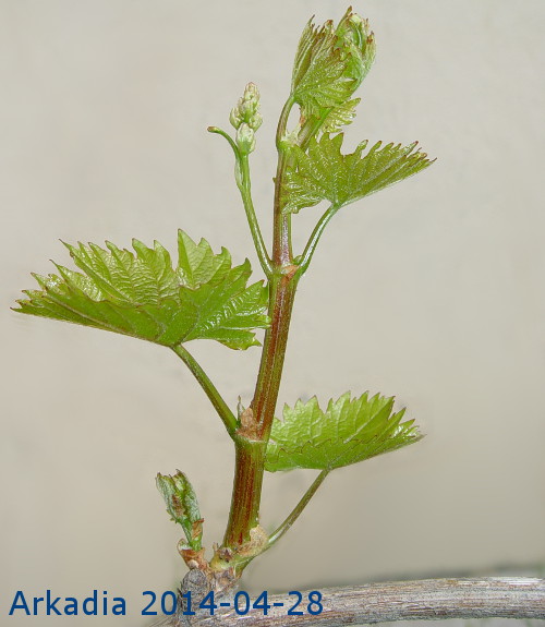 Arkadia-04-2014.JPG