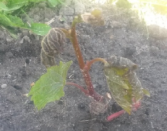 Marechal Foch1.jpg