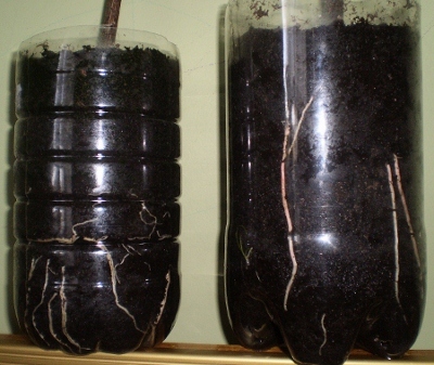 P3290266  (400x337).jpg