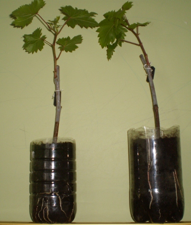 P3290264 (382x450).jpg
