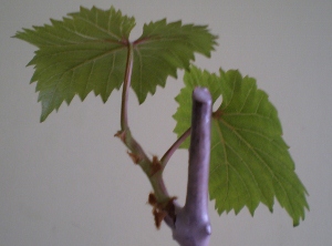 P3310329 (300x222).jpg