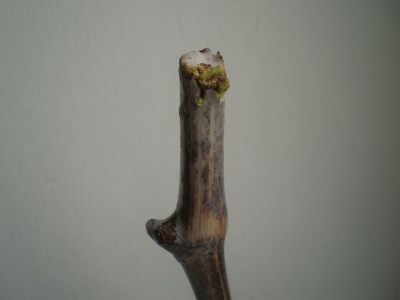 P4180430b (400x300).jpg