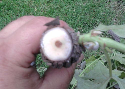 dieback2.jpg