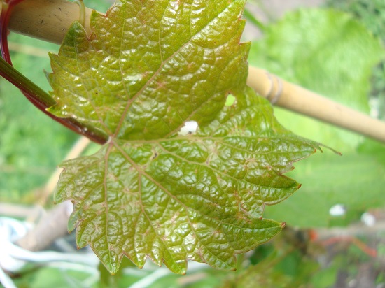 DSC06642.JPG