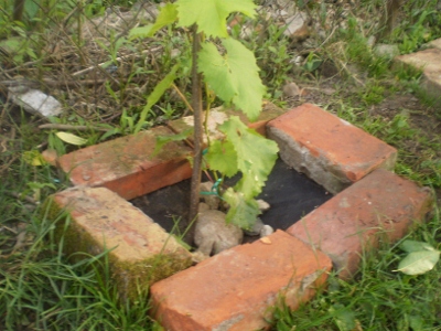 P5300509 (400x300).jpg