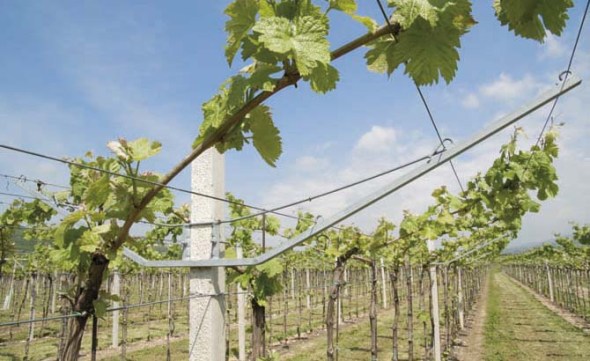 pergola Y.jpg