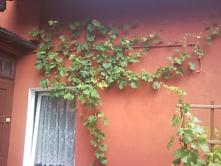 SNC00949.jpg