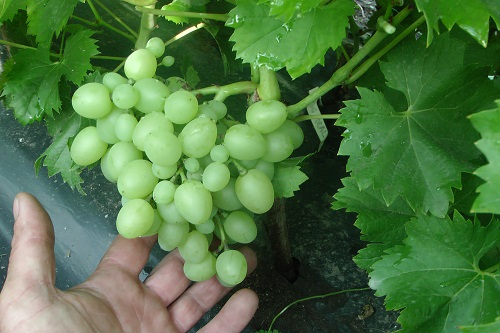 Sadzonka Arkadii.jpg