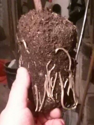 CAM00942-1-1.jpg