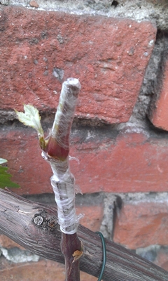 WP_20150608_002.jpg
