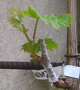 WP_20150627_015.jpg