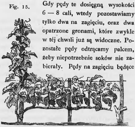Jankowski-15.jpg