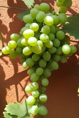 WP_20150810_018.jpg