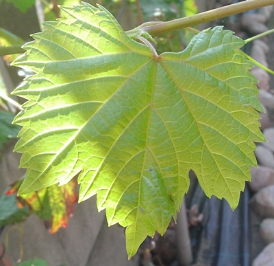 WP_20150813_016.jpg