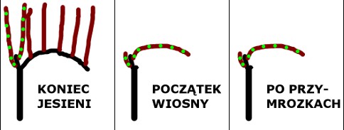 WARIANT 1.jpg