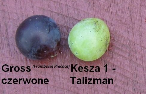 Gross i Talizman (2).jpg