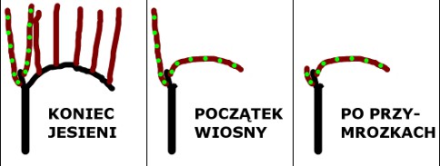 WARIANT 2 (kicker cane).jpg