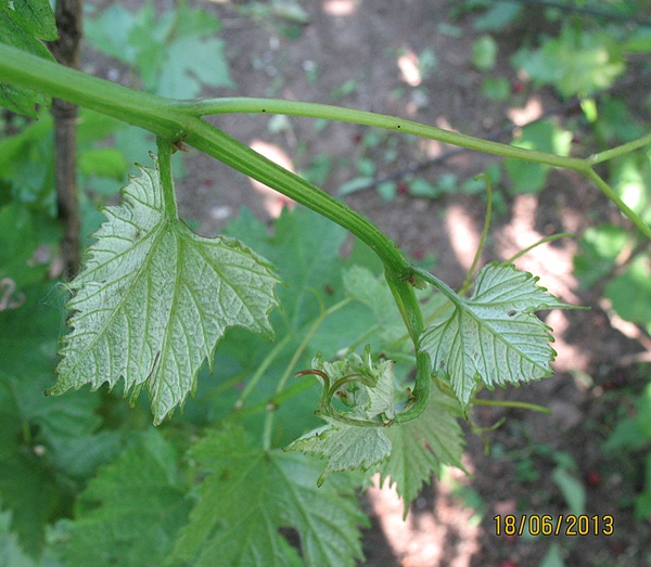 stary krzew - koronka.JPG