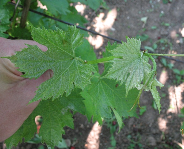 stary krzew - koronka 18.06.2013..JPG
