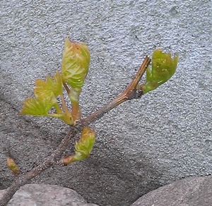 Kiszmisz Ł. 20160412..jpg