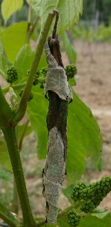 2016-06-04 18.45.53.jpg