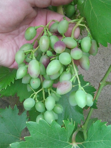 NadieżdaAZOS 20160719.jpg