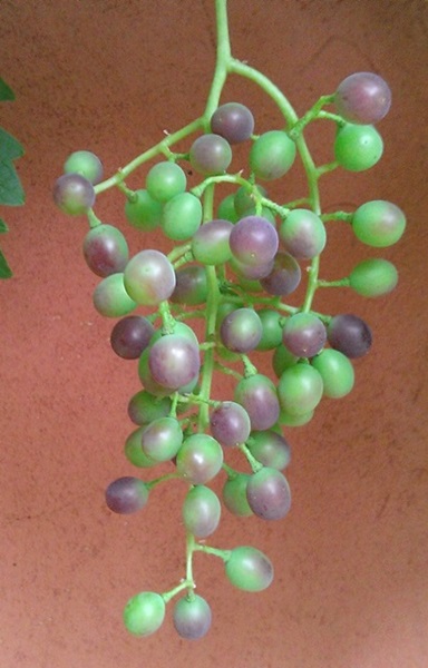 Galanth20160719.jpg