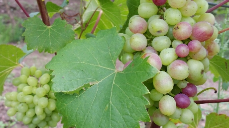 2016-08-08 10.32.41.jpg