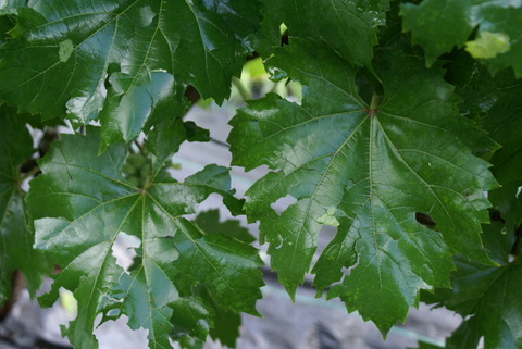 DSC05299.JPG