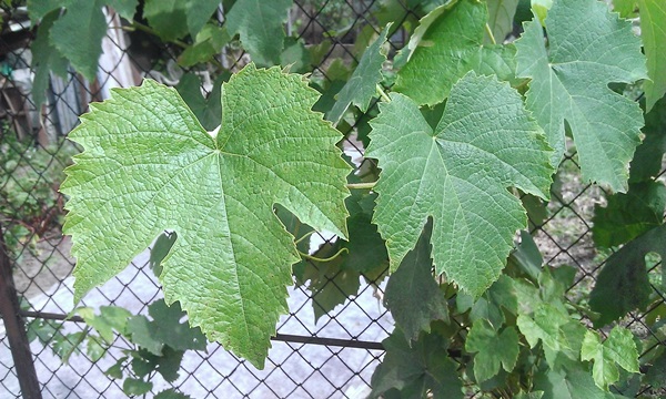 WP_20160817_002.jpg