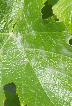 2016-09-04 21.45.08.jpg