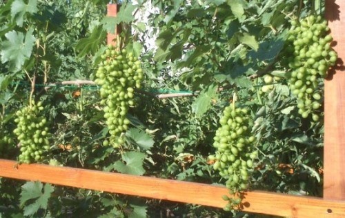 lato.jpg