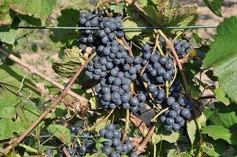 DSC_0493.JPG