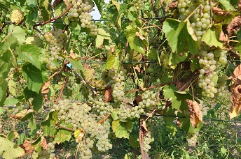 DSC_0488.JPG