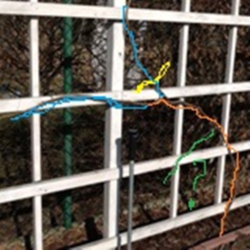 wino zgiete kolorowe.jpg