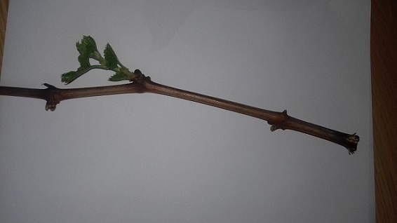 20170326_125937.jpg