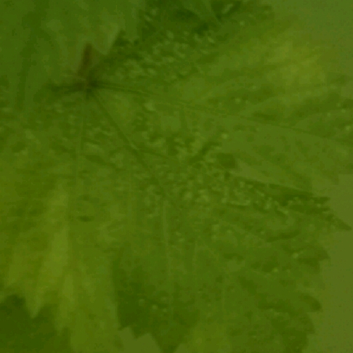 IMG_20170404_235620_crop_500x500.jpg