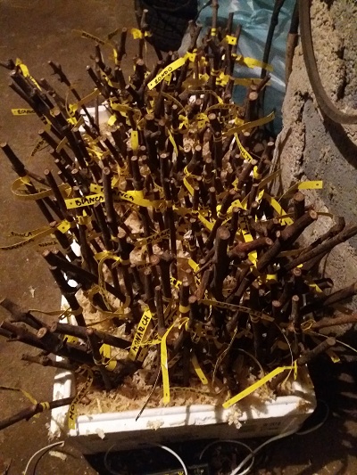 ukorzenianie 2017.jpg
