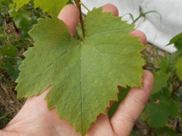 DSCN0429.JPG