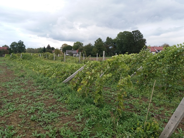 20171007_164557 (Copy).jpg