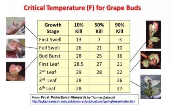 critical temperatures for grape buds and shoots1.jpg