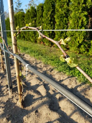 20180421_183444-300x400.jpg