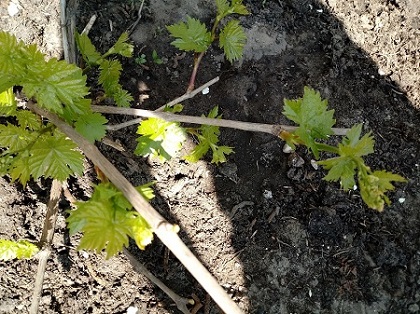 20180421_122923.jpg