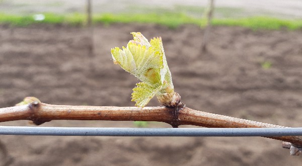 20180426_162437-600x330.jpg