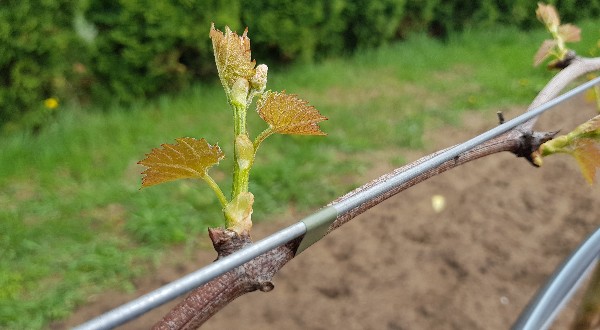 20180426_162810-600x330.jpg