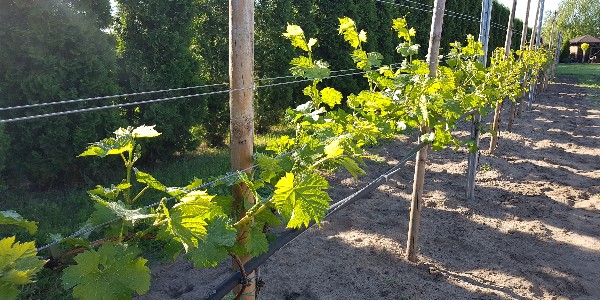 20180508_082732-600x300.jpg
