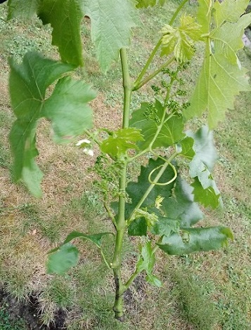 20180517_184935.jpg