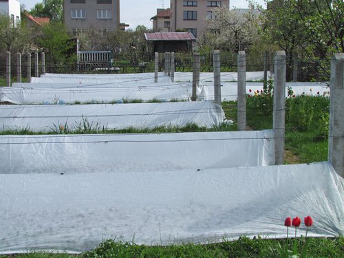500_IMG_0040.JPG