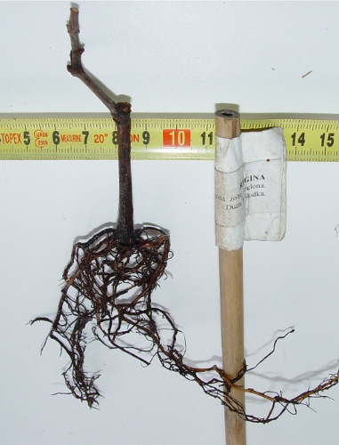 zapałeczka Regina.jpg