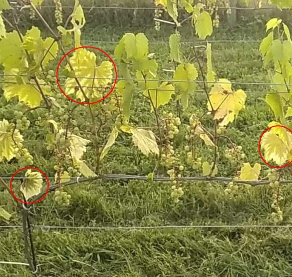 oznaki niedoborów.jpg